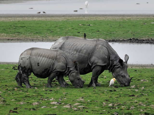  06 nights 07 Days Kaziranga & Tawang 