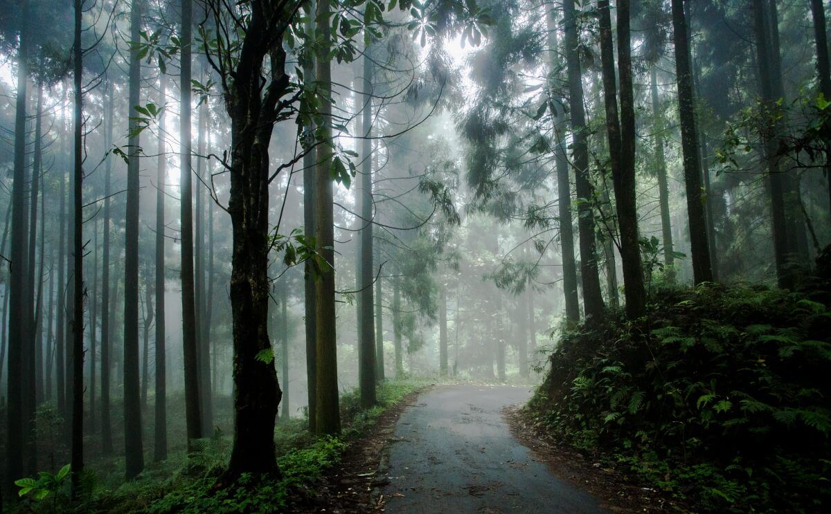 04 nights 05 days Lamahatta lolegoan